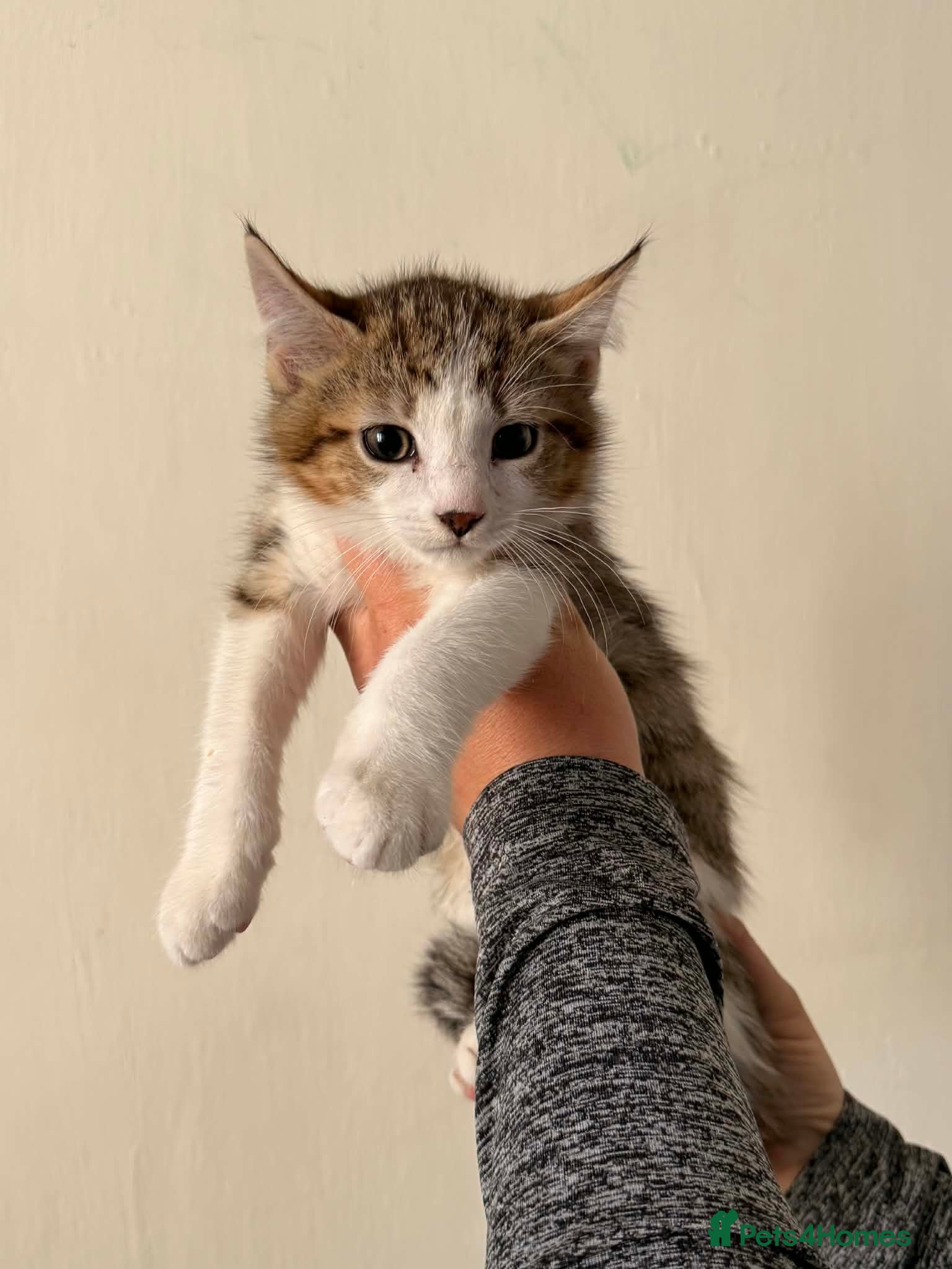 Mixed Breed cats Maine Coon Kittens  - Advert 2