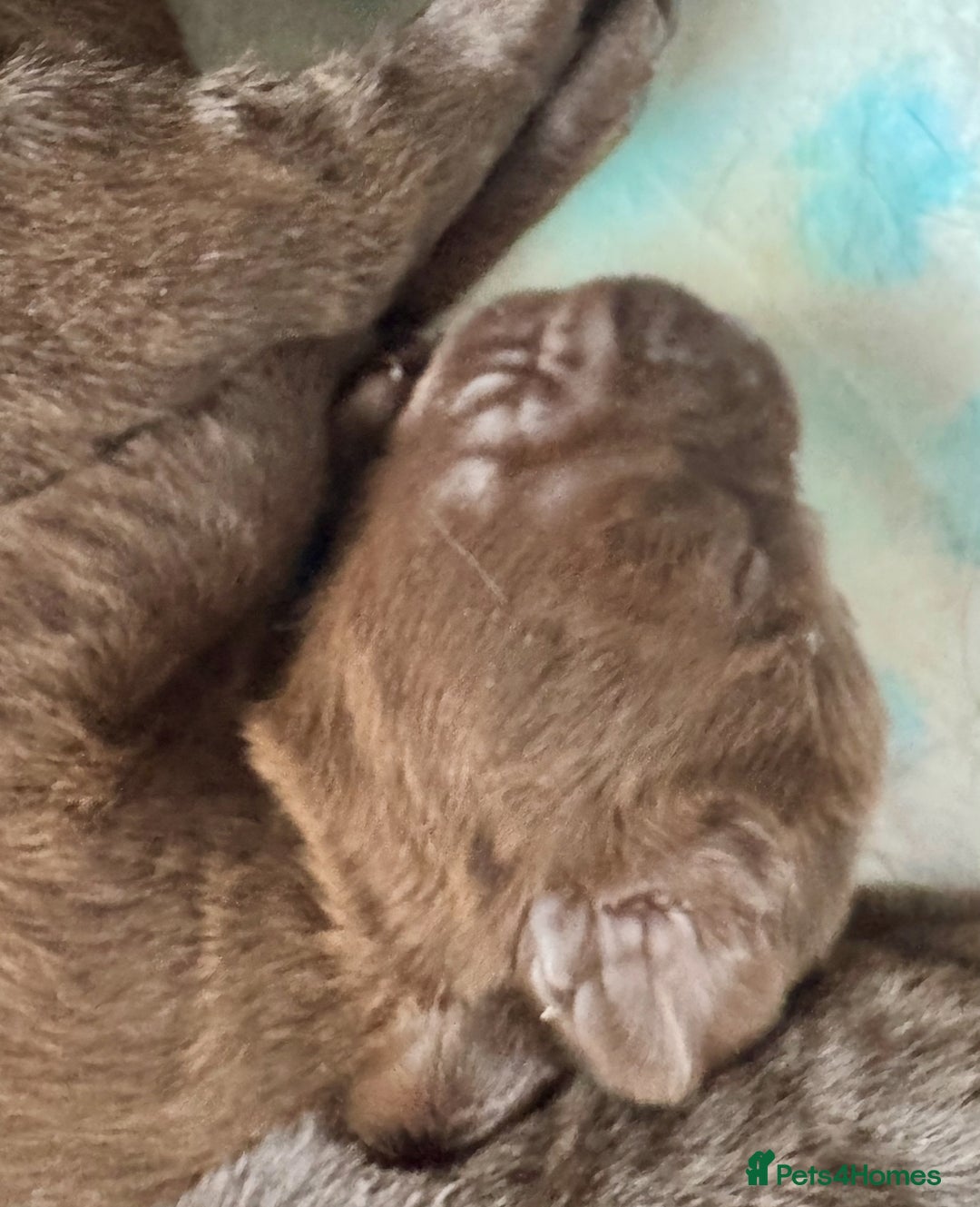 Labrador Retriever dogs for sale: 5 Stars 🌟 Chocolate Labradors  🌟  - Image 13