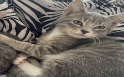 Domestic Shorthair cats for sale: female kittens for sale 2 LEFT |READY TO LEAVE! 🐾 - Image 3