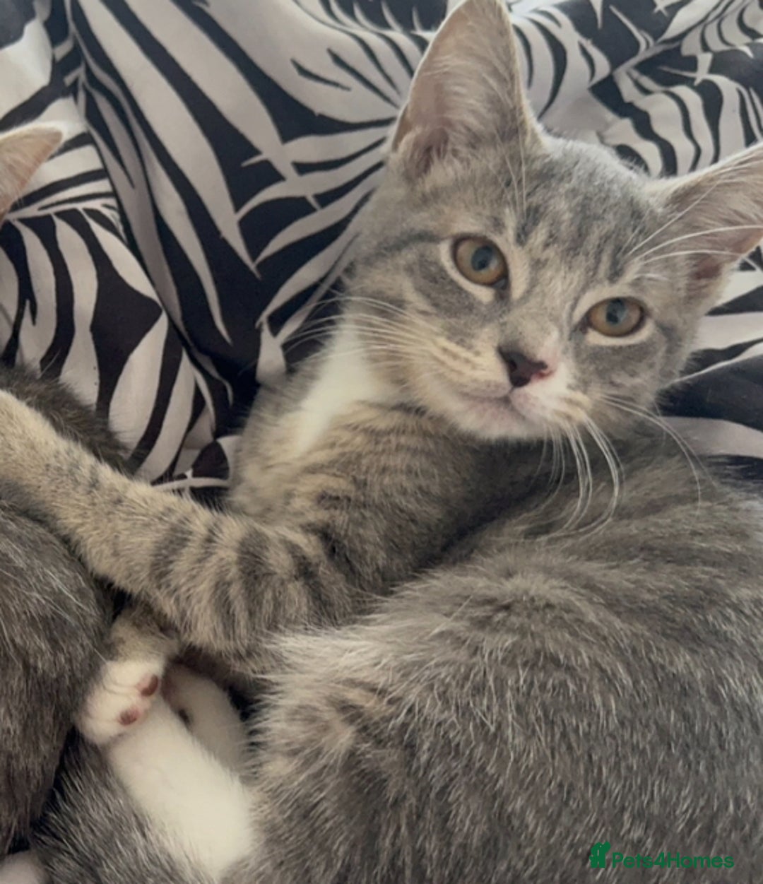 Domestic Shorthair cats for sale: female kittens for sale 2 LEFT |READY TO LEAVE! 🐾 - Image 3