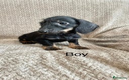 Dachshund dogs for sale: Dachshund Puppies Ready Now Fully Vaccinated  - Image 8
