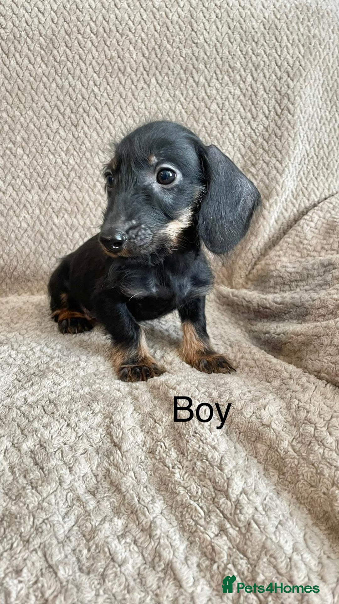 Dachshund dogs for sale: Dachshund Puppies Ready Now Fully Vaccinated  - Image 8