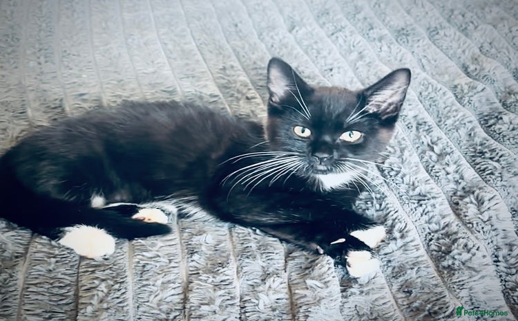 Mixed Breed cats - Advert 14