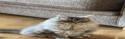 Maine Coon cats for sale: Maine Coon kittens Ready Now just the girl left  - Advert 4