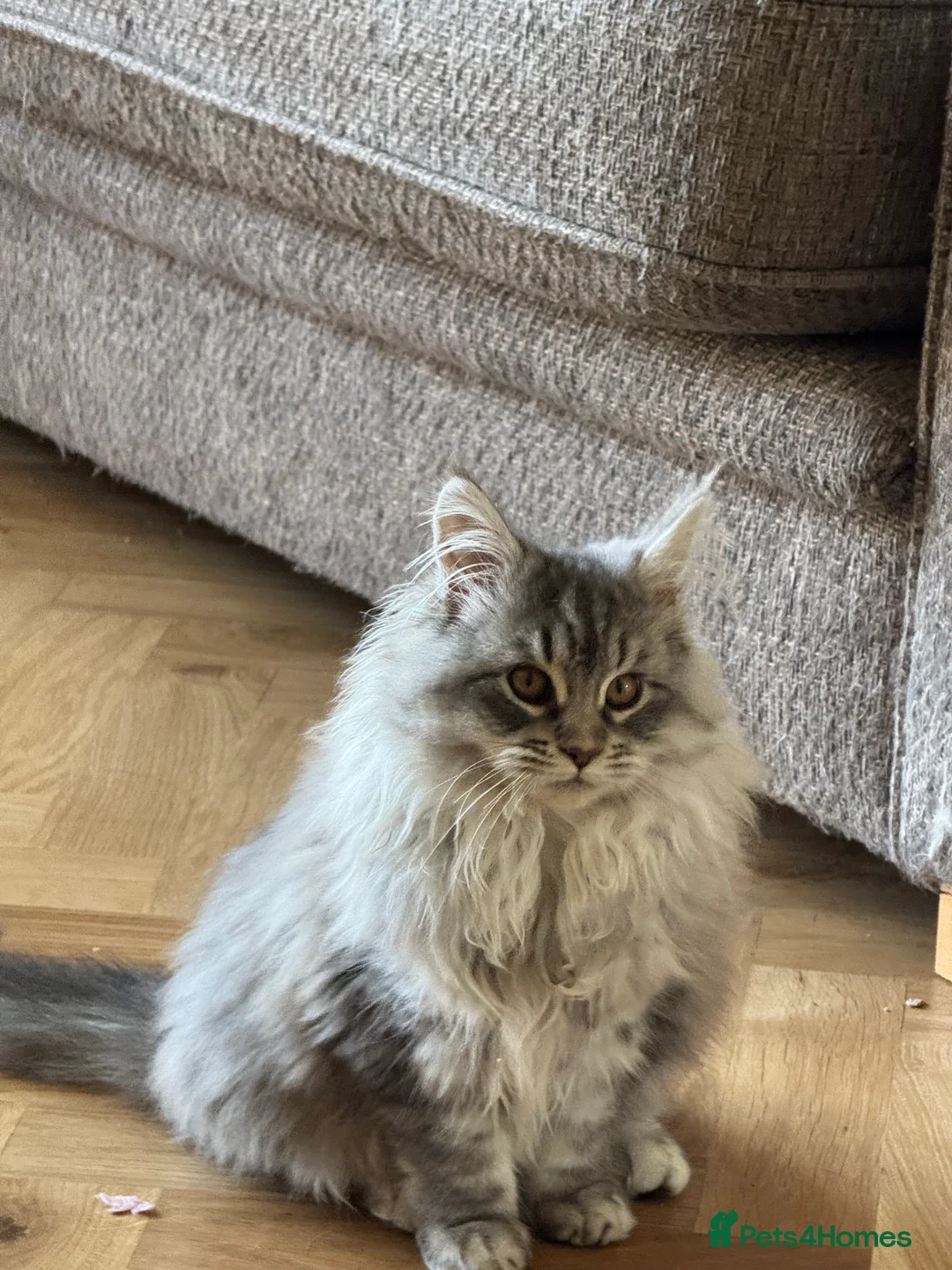 Maine Coon cats for sale: Maine Coon kittens Ready Now just the girl left  - Advert 4