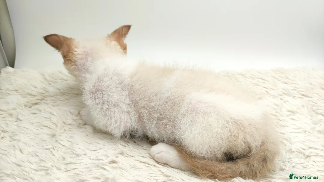 LaPerm cats for sale: Curly LaPerm kittens GCCF reg  - Advert 24