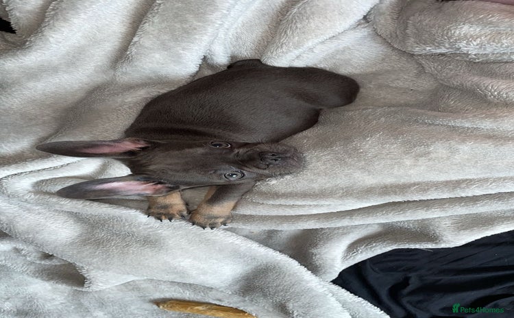 French Bulldog dogs - Advert 1