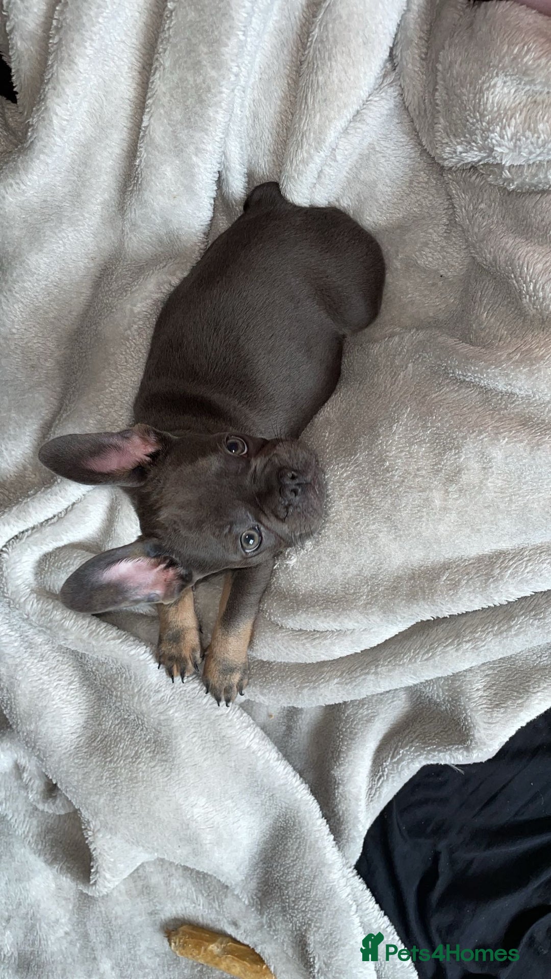 French Bulldog dogs for sale: Female French bulldog  - Image 1