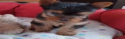Yorkshire Terrier dogs for sale:   5 generation pedigree sertificate boy & girl  - Advert 13
