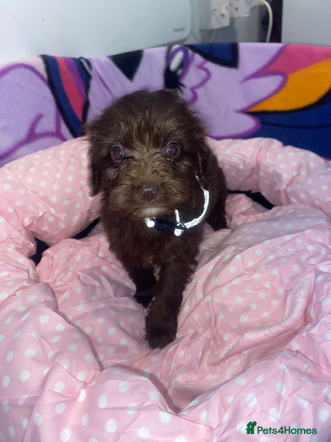 Cockapoo dogs for sale: Cockapoo puppies for sale - Image 10