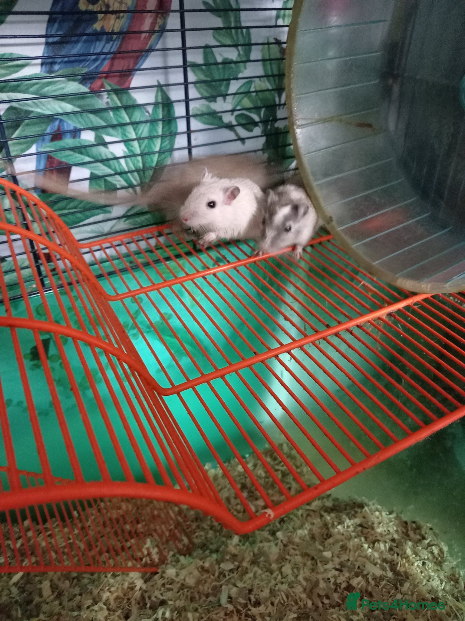 Gerbil rodents for sale: Gerbil girls and boys available  - Advert 4