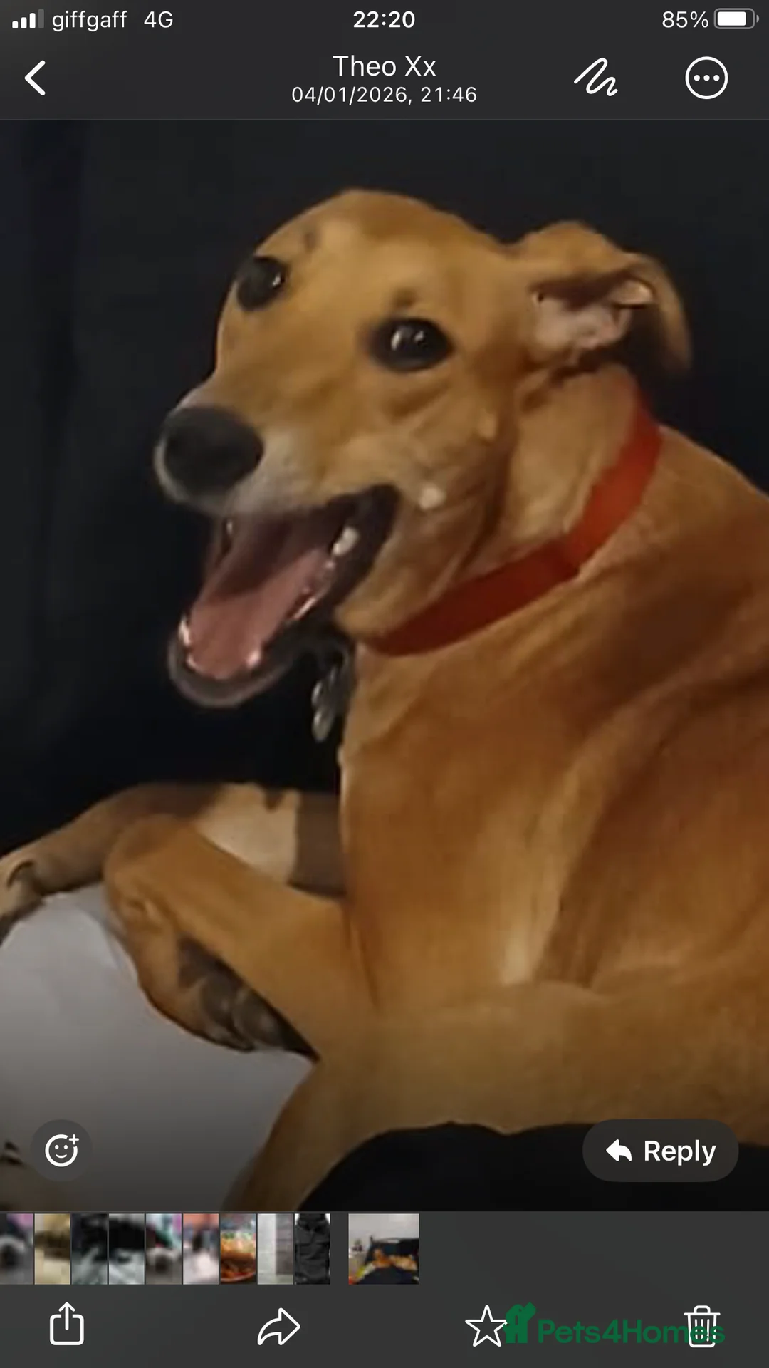 Mixed Breed dogs for sale: Hallie the Mali x whippet - Advert 4