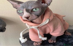 Sphynx cats for sale: Two lovely sphynx girls - Image 2