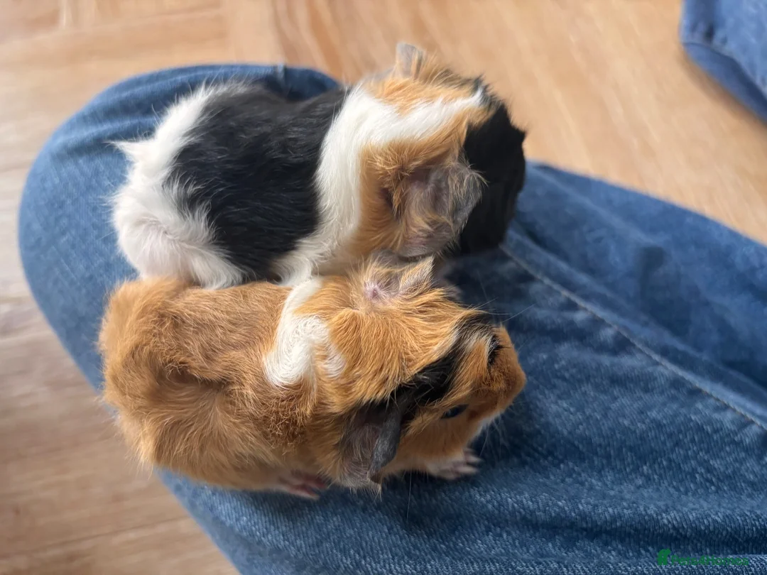 Guinea Pig rodents for sale:  Gorgeous Baby Guinea Pigs - Advert 2