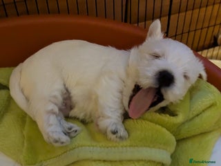 West Highland Terrier dogs Beautiful KC Registered White WestHighland Terrier - Advert 2