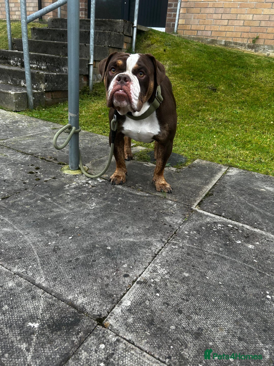 English Bulldog dogs for sale: English/British bulldog  - Advert 2