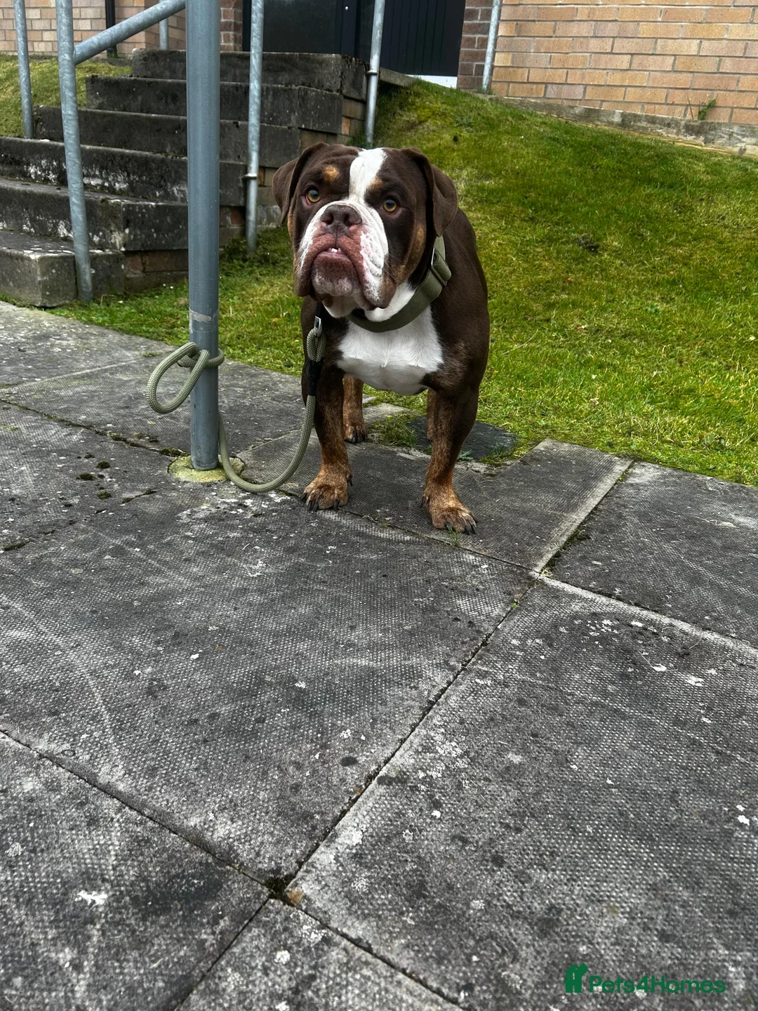 English Bulldog dogs for sale: English/British bulldog  - Advert 2