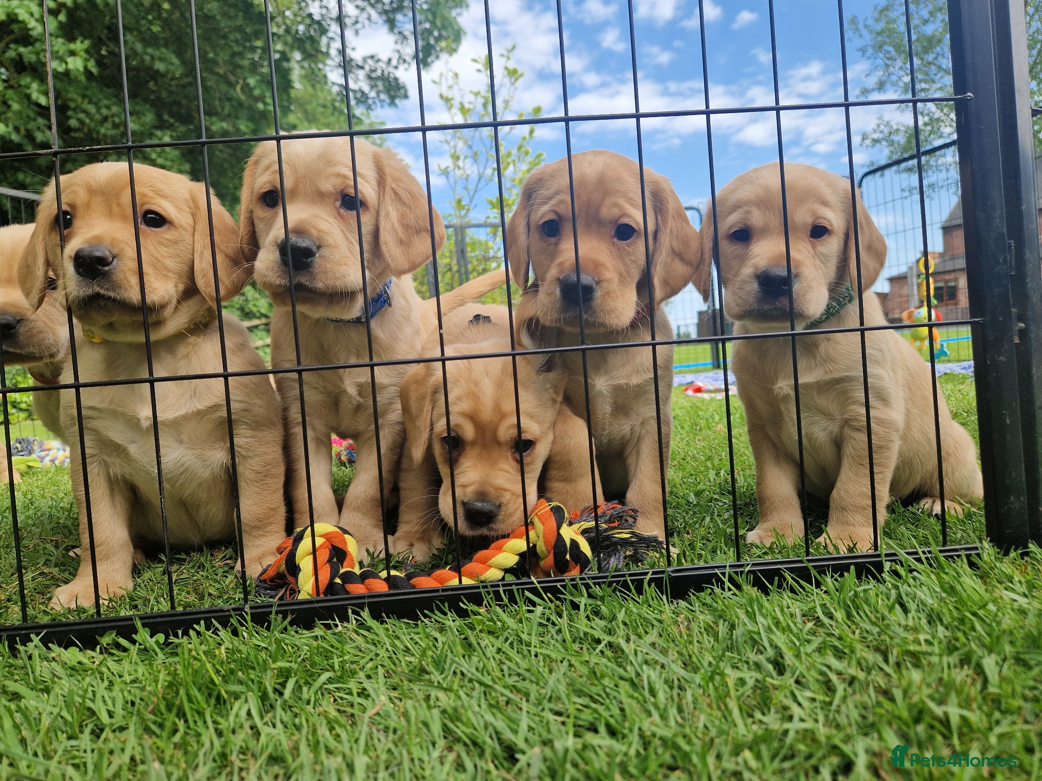 Cockerdor dogs ✨️LAST STUNNING H/TESTED YELLOW BOY COCKERDORS ✨️ - Advert 3