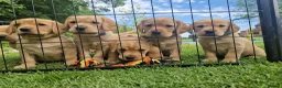 Cockerdor dogs for sale: ✨️LAST TWO H/TESTED YELLOW BOY COCKERDORS ✨️ - Advert 1