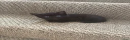 Mixed Breed cats for sale: Gorgeous little kittens - Advert 11