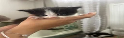 Mixed Breed cats for sale: 5 females for sale  in St. Neots - Advert 5