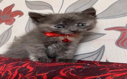 Mixed Breed cats for sale: White Gray and Ragdoll Kittens - Image 18