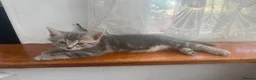 Mixed Breed cats for sale: Kittens looking forever home. - Advert 2