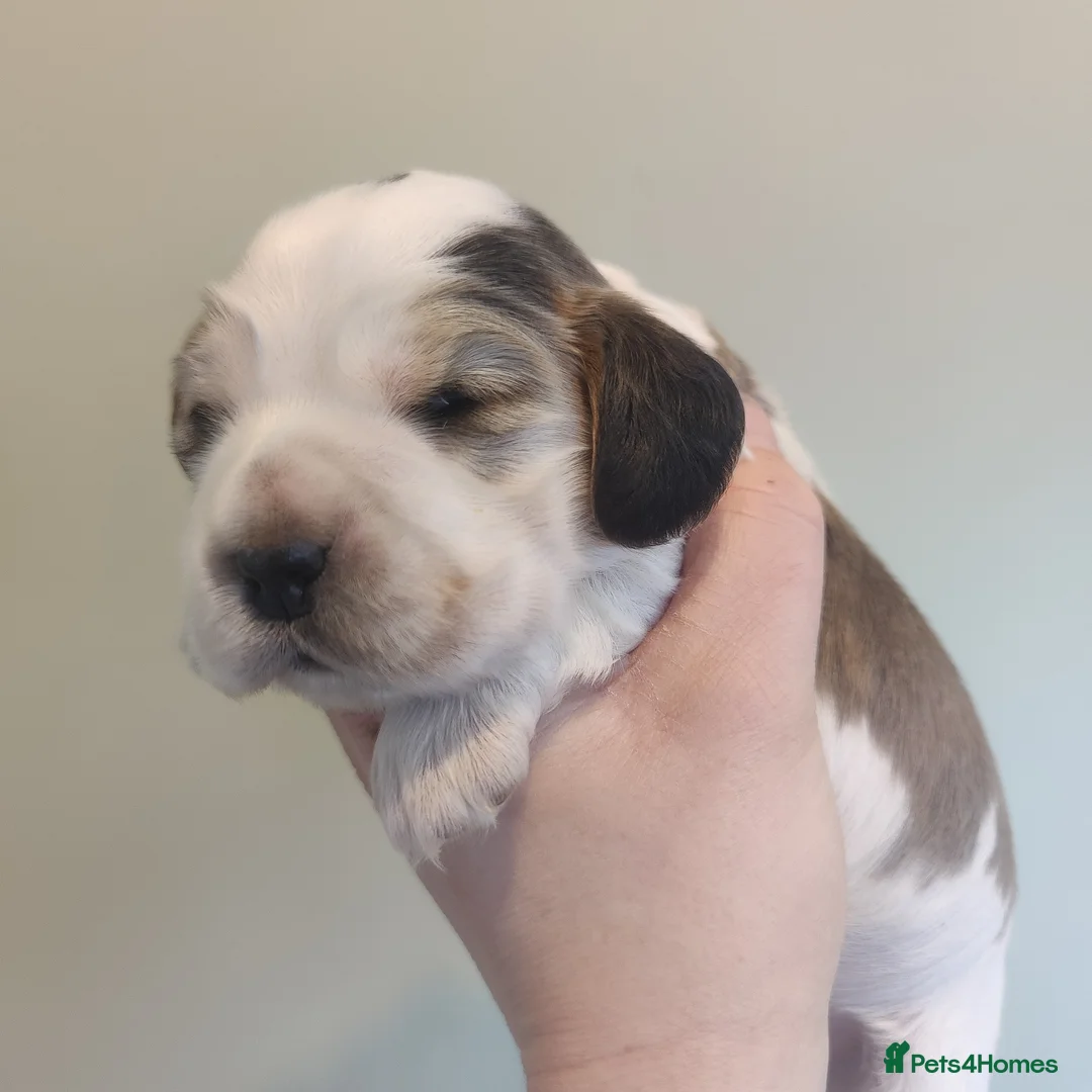 Cocker Spaniel dogs for sale: KC Registered Show Type Cocker Spaniels  - Advert 10