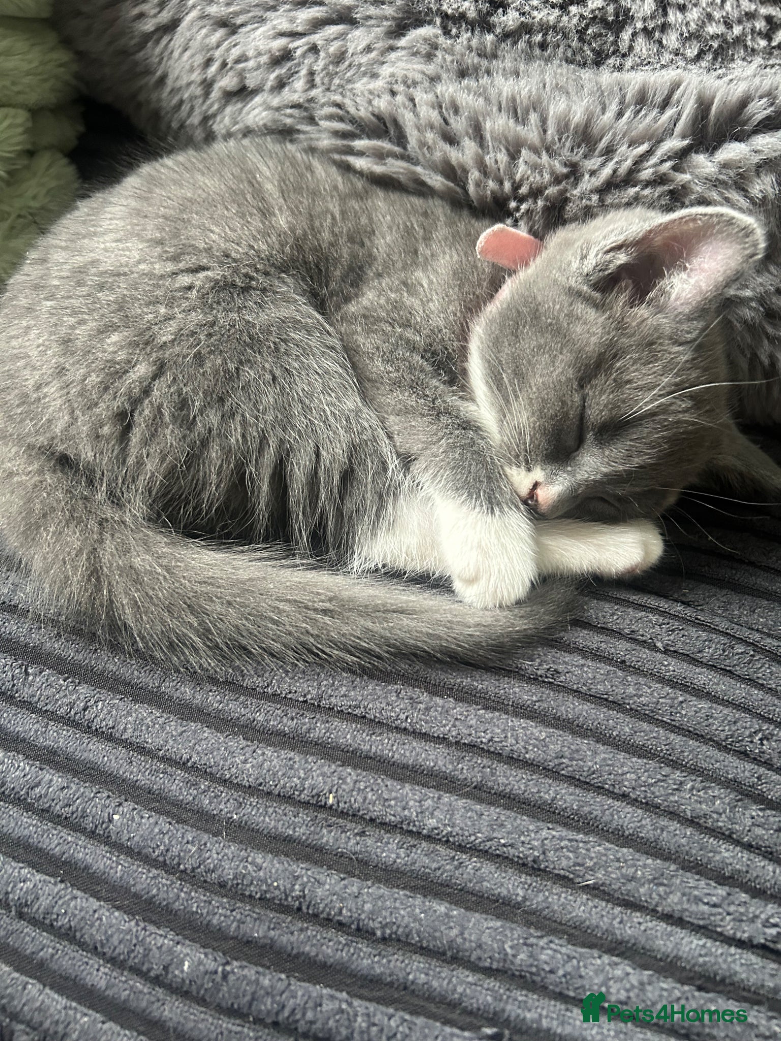Mixed Breed cats 4 stunning kittens 😍😍 1 LEFT  - Advert 2
