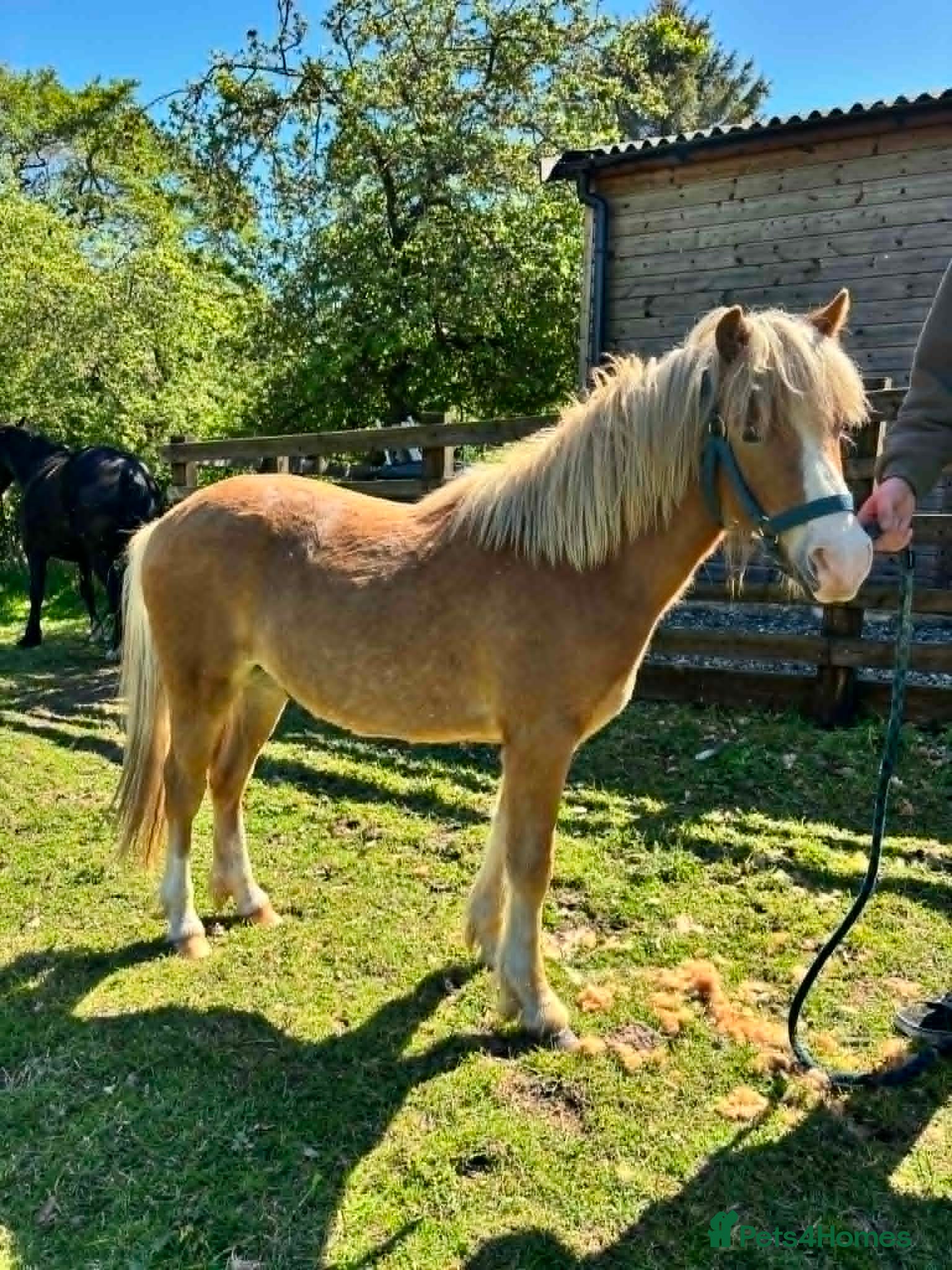 Welsh Section A horses for sale: Young Welsh Gelding to Good Home - Advert 1