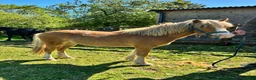 Welsh Section A horses for sale: Young Welsh Gelding to Good Home - Advert 1