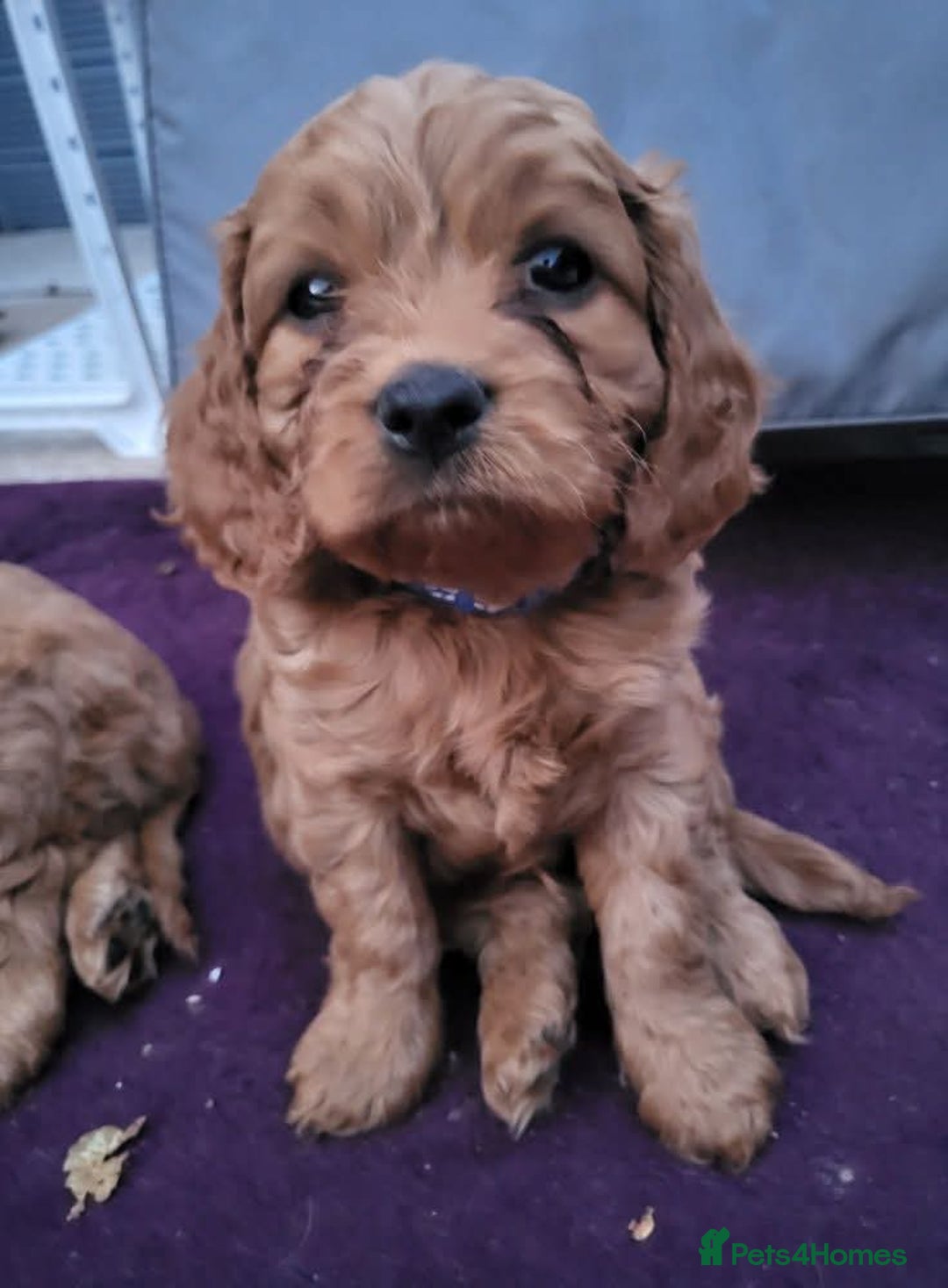 Cavapoo dogs for sale: F1B Cavapoo Puppies - Image 4