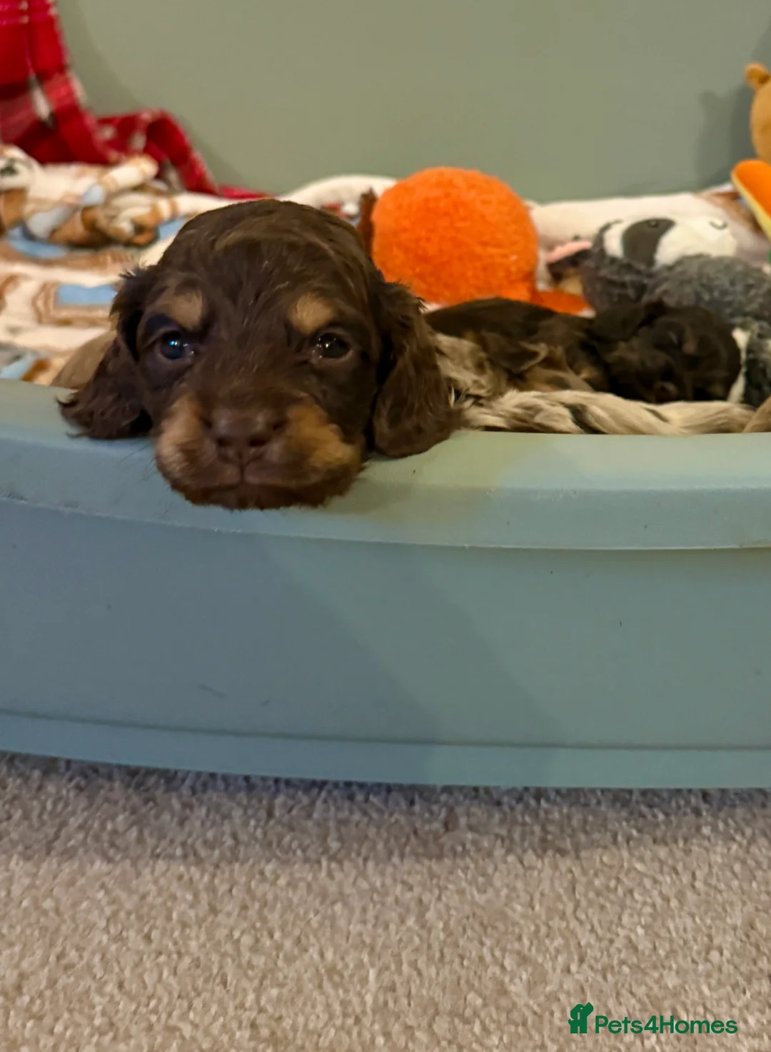 Cockapoo dogs for sale: Chocolate merl and tan point American cockapoo  - Advert 7