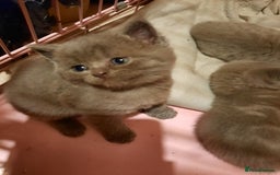British Shorthair cats for sale: Little british shorthair kittens  - Image 13