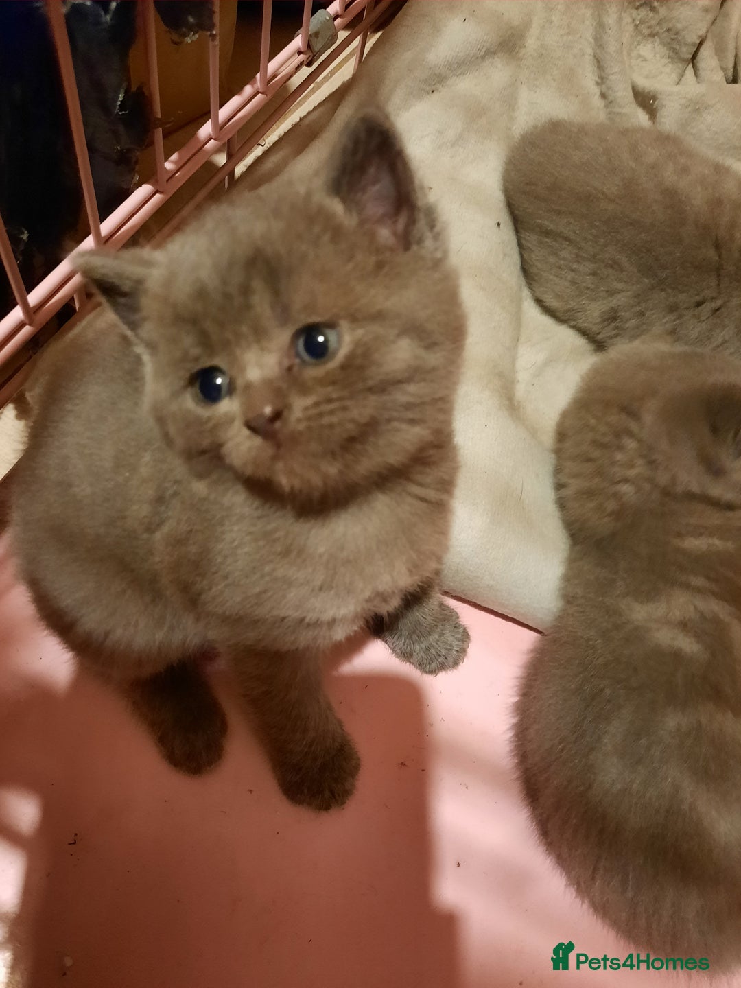 British Shorthair cats for sale: Little british shorthair kittens  - Image 13