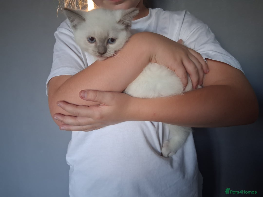 British Shorthair cats for sale: Adorable British short hair Kittens  - Image 14