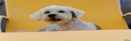 Mixed Breed dogs for adoption: Regina - nickname - Reggie - Advert 3