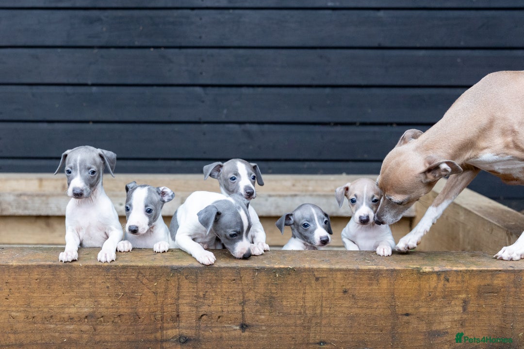 Italian Greyhound dogs for sale: READY TO GO IN 5 DAYS  - Advert 29