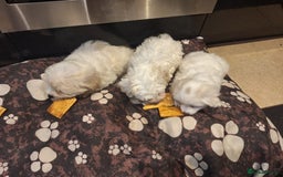Maltese dogs for sale: Bishon Maltese  - Image 2