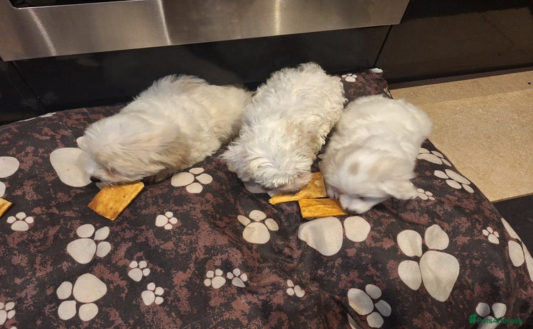 Maltese dogs - Advert 1