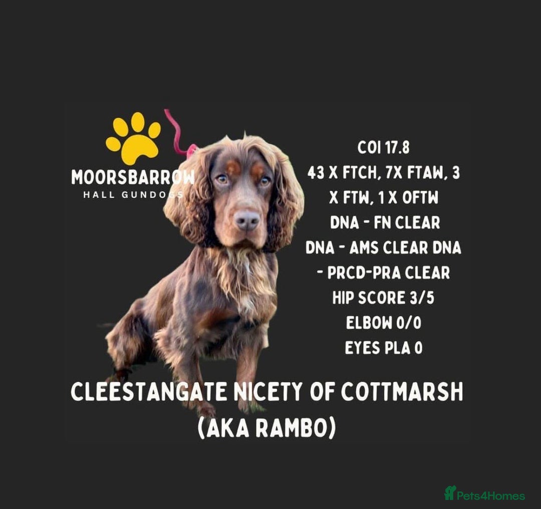 Cocker Spaniel dogs for sale: Working cocker spaniel pups  - Image 2