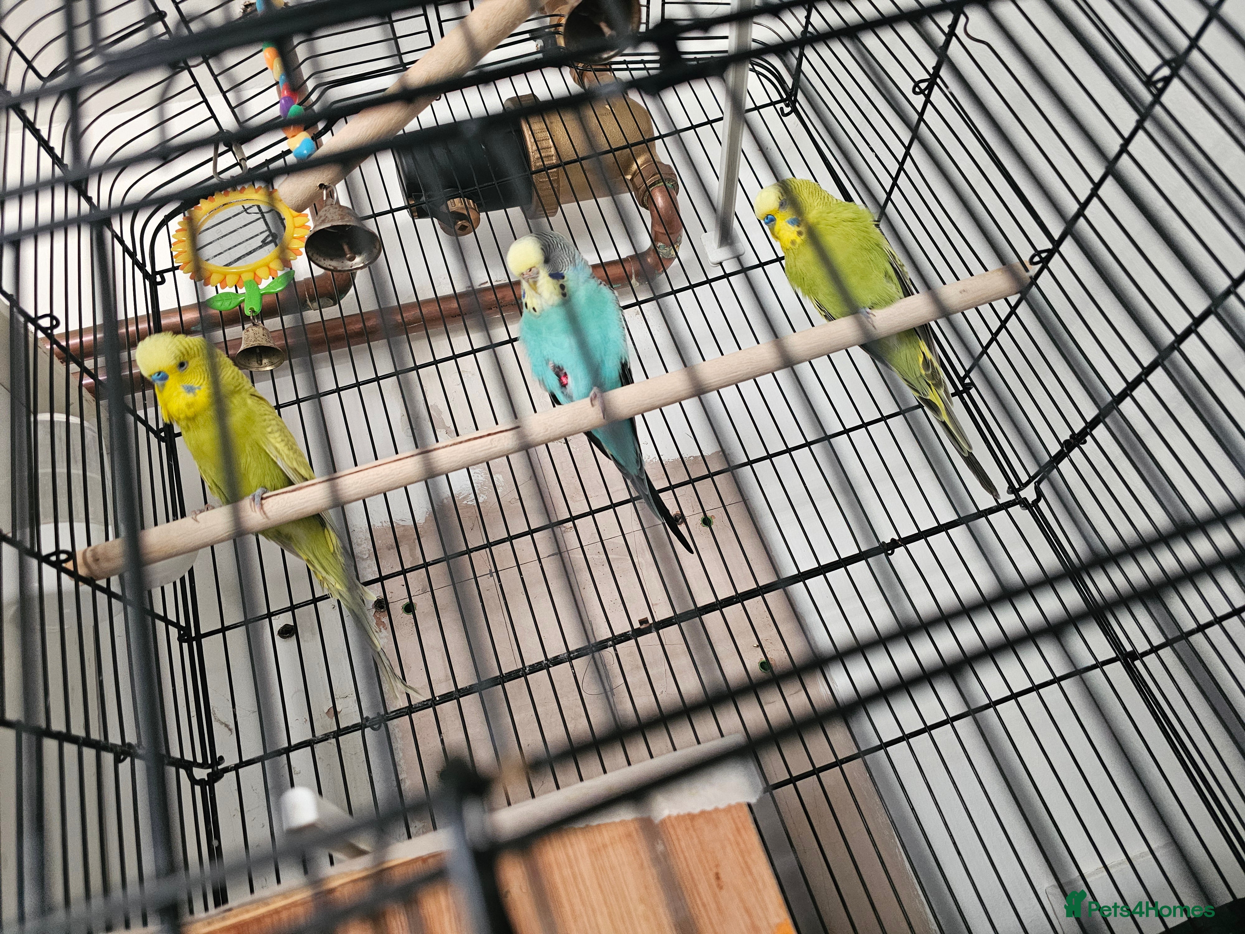 Budgerigars birds beautiful birds - Advert 18