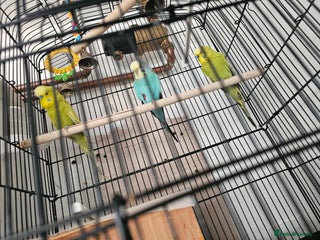 Budgerigars birds beautiful birds - Advert 1