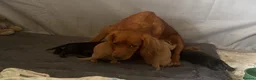 Cocker Spaniel dogs for sale: KC working cocker spaniel puppies! - Advert 20