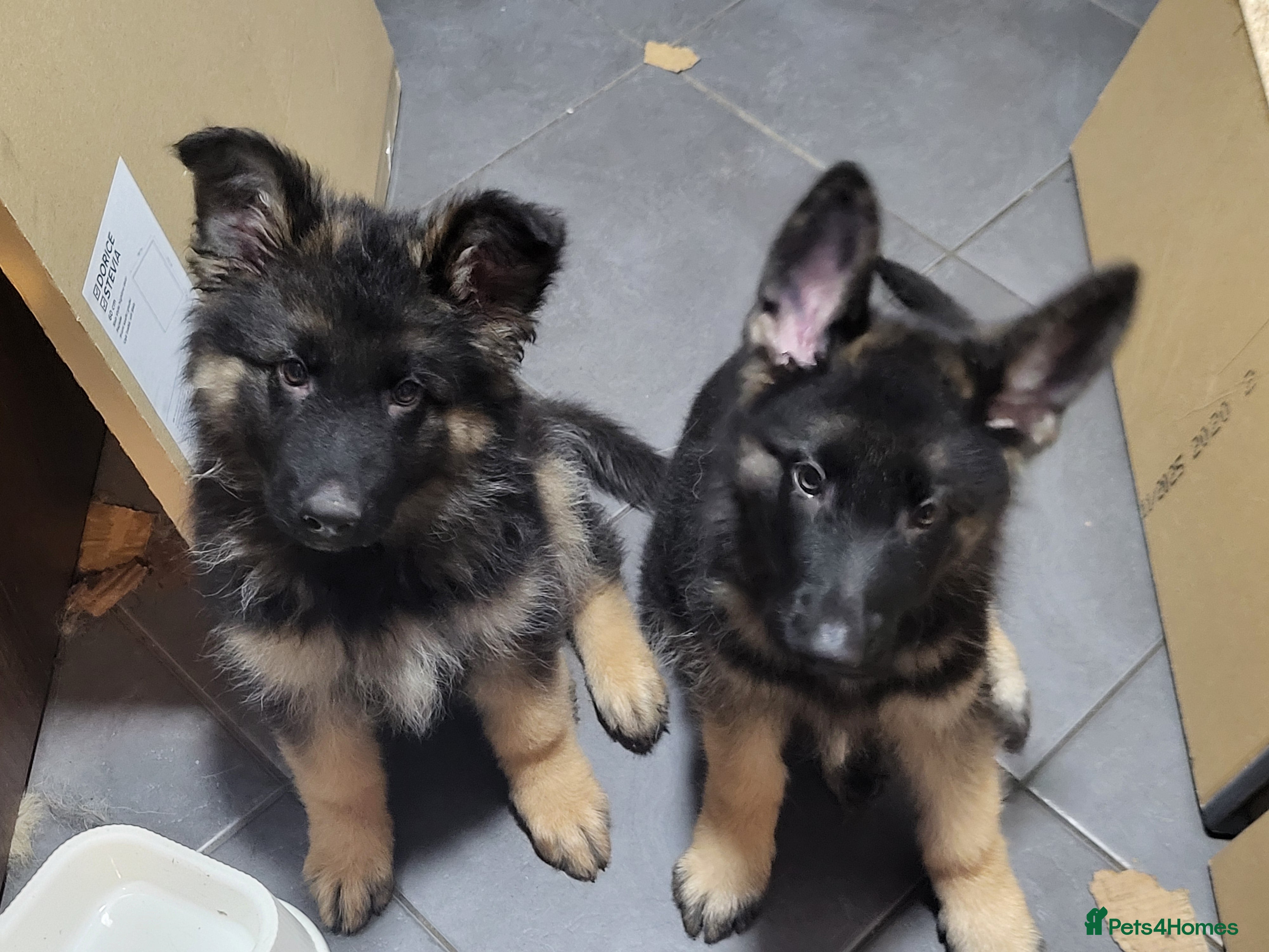 German Shepherd dogs German shepard puppies for sale - Advert 5