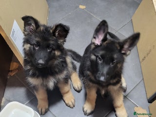 German Shepherd dogs German shepard puppies for sale - Advert 5