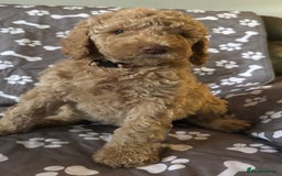 Standard Poodle dogs for sale: Standard Poodle Puppies  - Image 4