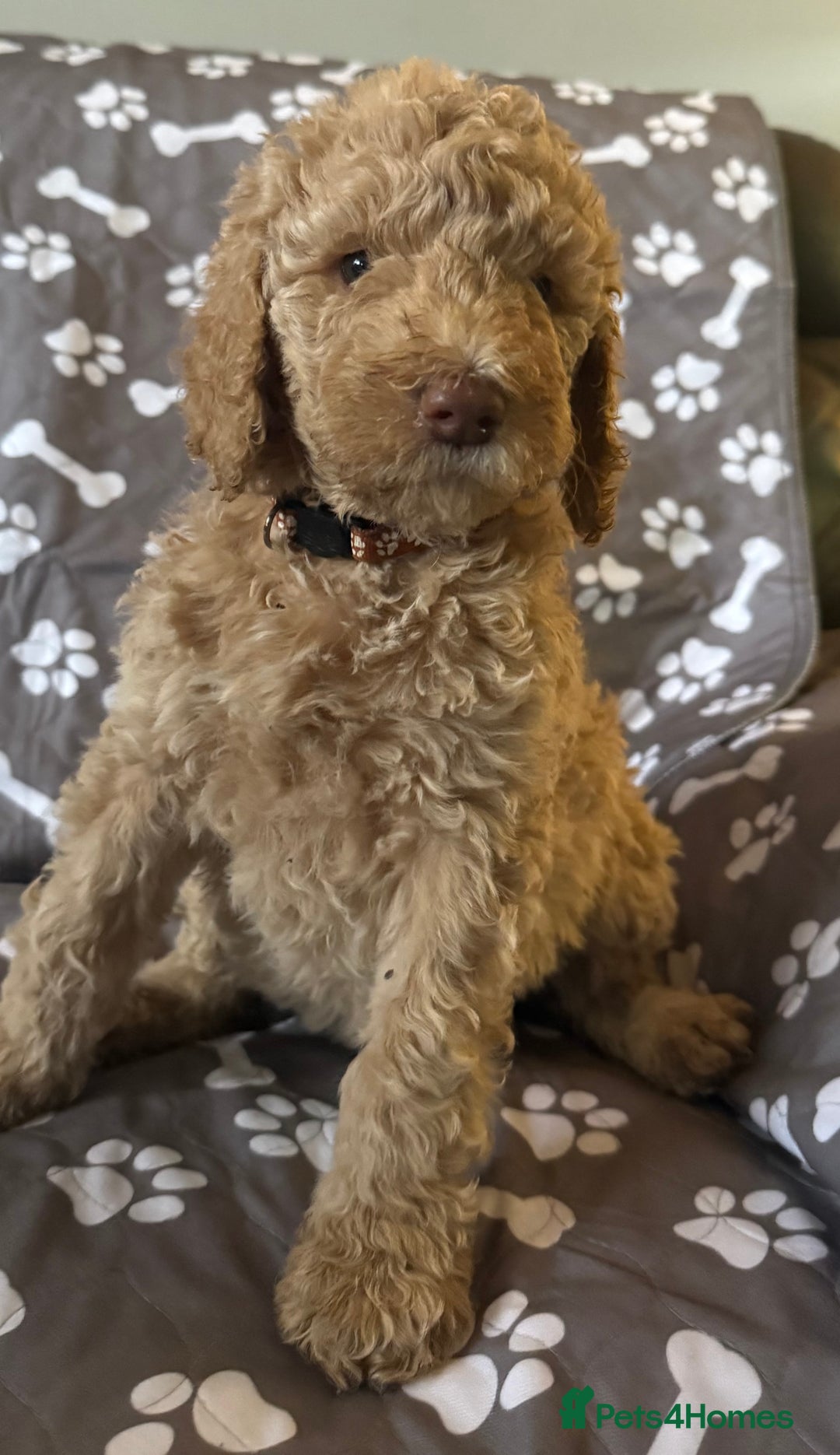 Standard Poodle dogs for sale: Standard Poodle Puppies  - Image 4