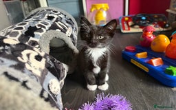 Mixed Breed cats for sale: tuxedo ghost tabby kittens - Image 25