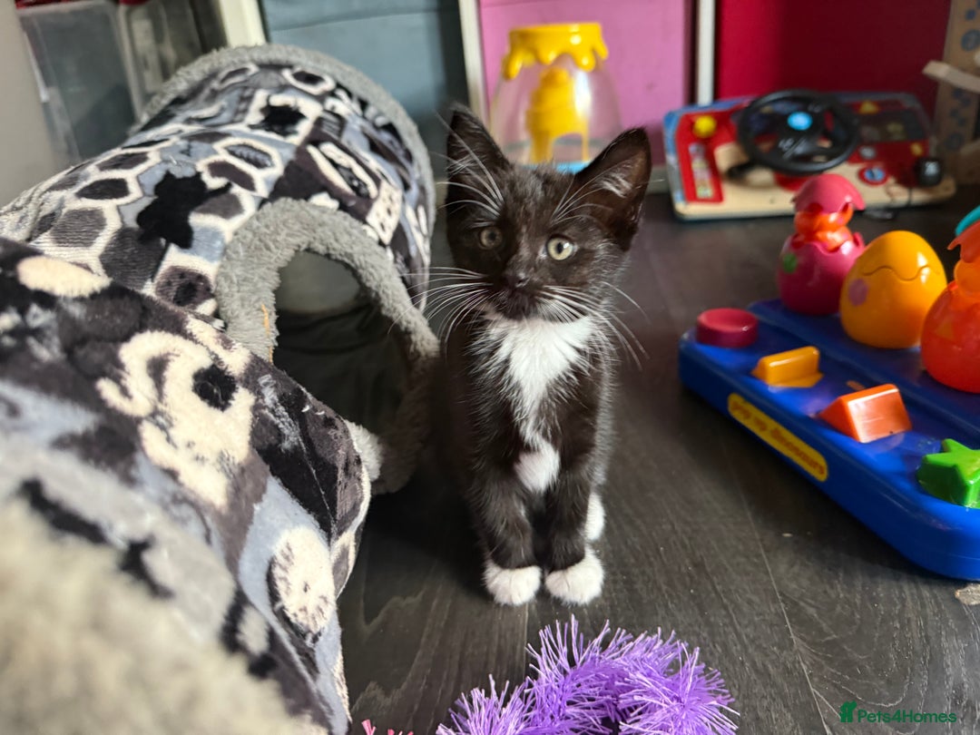 Mixed Breed cats for sale: tuxedo ghost tabby kittens - Image 25